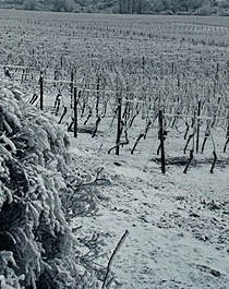 Der Weinhandel Bürgerheim von 1867 Logo