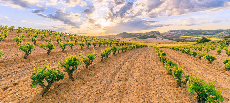 Ribera del Duero